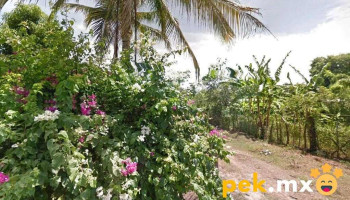 Bodega Leo la gatita - 39715 Acapulco De Juárez