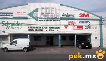 Coel Chihuahua - Chihuahua