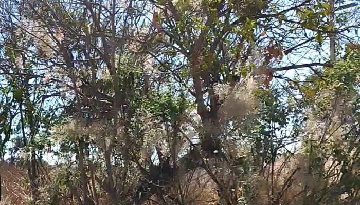 Ayuntamiento San Felipe Tejalapam -  Videos - San Felipe Tejalápam