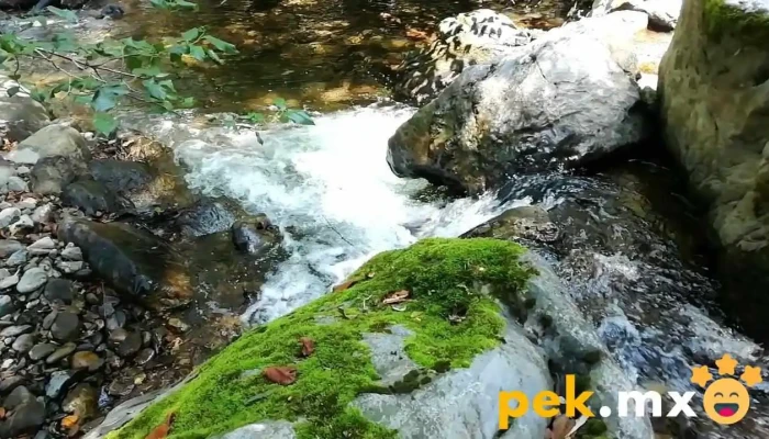 Capulalpam De Mendez Videos - Oaxaca