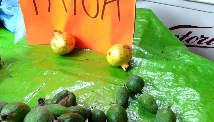 Feria Del Elote -  Puntaje - Cocotitlán