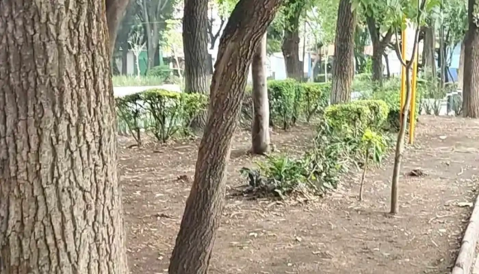 Parque Electricistas Pilares -  Videos - Azcapotzalco, Ciudad de México