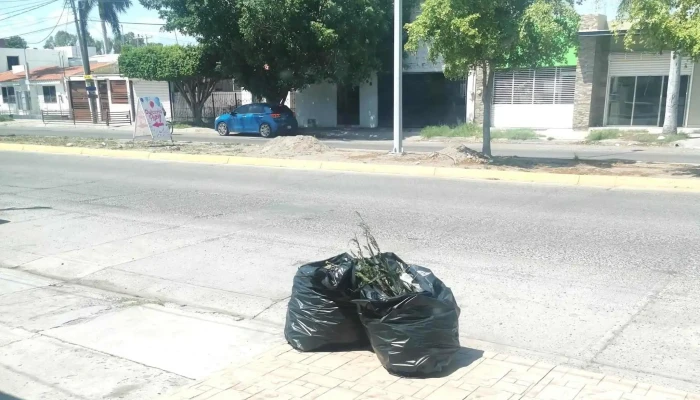 Promotora Ambiental De La Laguna Sa De Cv Los Mochis - Los Mochis