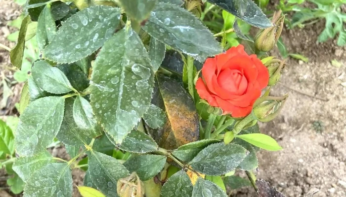 Rincón de Agua Caliente Grande - Sinaloa