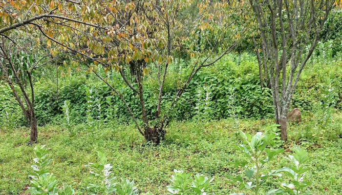 San Miguel Monteverde -  Oaxaca - Oaxaca
