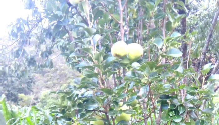 San Miguel Monteverde -  Opiniones - Oaxaca