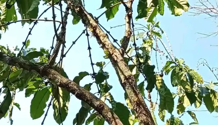 Santa Maria Puxmetacan Videos - Puxmetacán